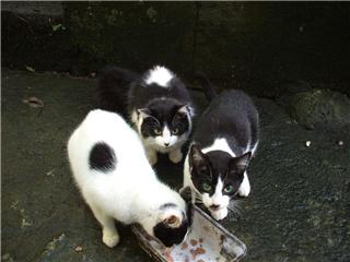 Mes ptits Chatons !!!