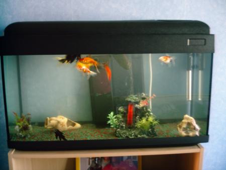 Mes Poissons !!!